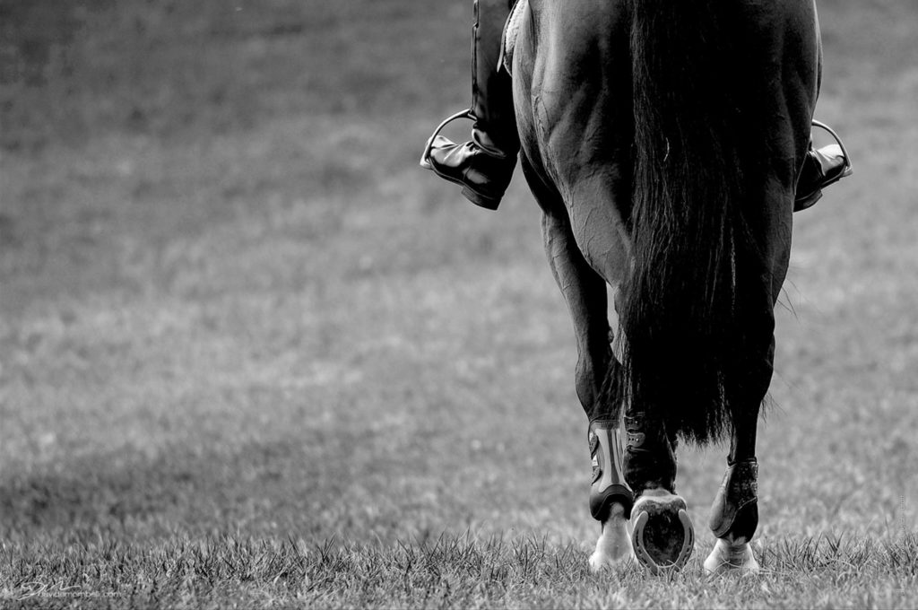 foto cavallo- fotografo brescia