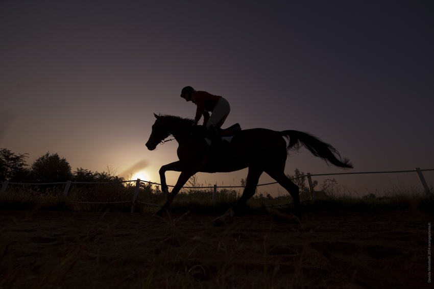 foto galoppo cavallo- equestrian photographer