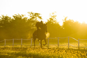 foto galoppo cavallo- fotografo brescia