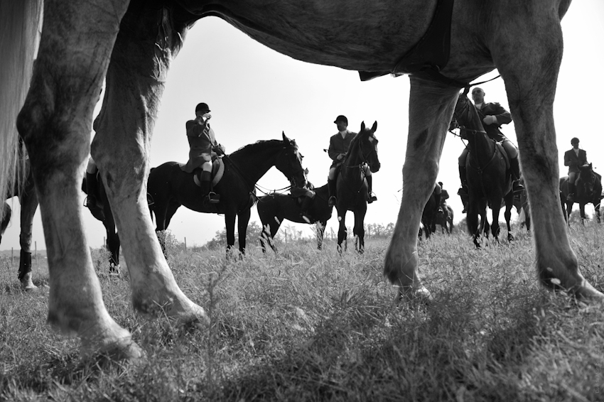 foto cavalli - equestrian photographer