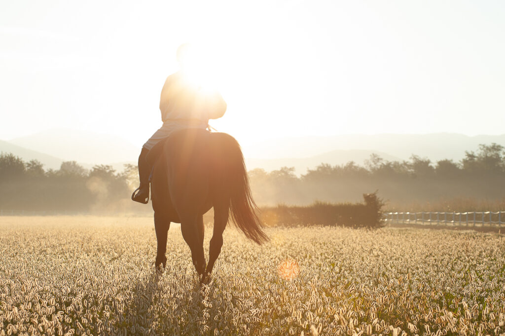 foto cavalli - equestrian photographer