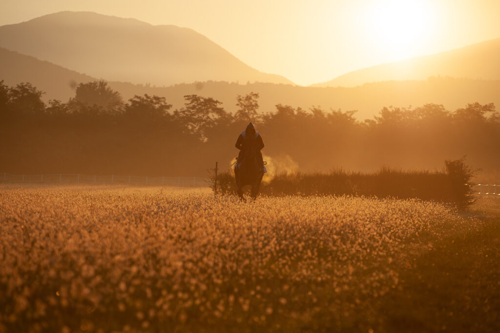 foto cavalli - equestrian photographer